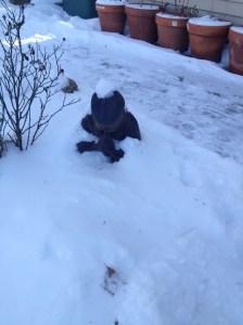 Copyright NutritionMap 2013